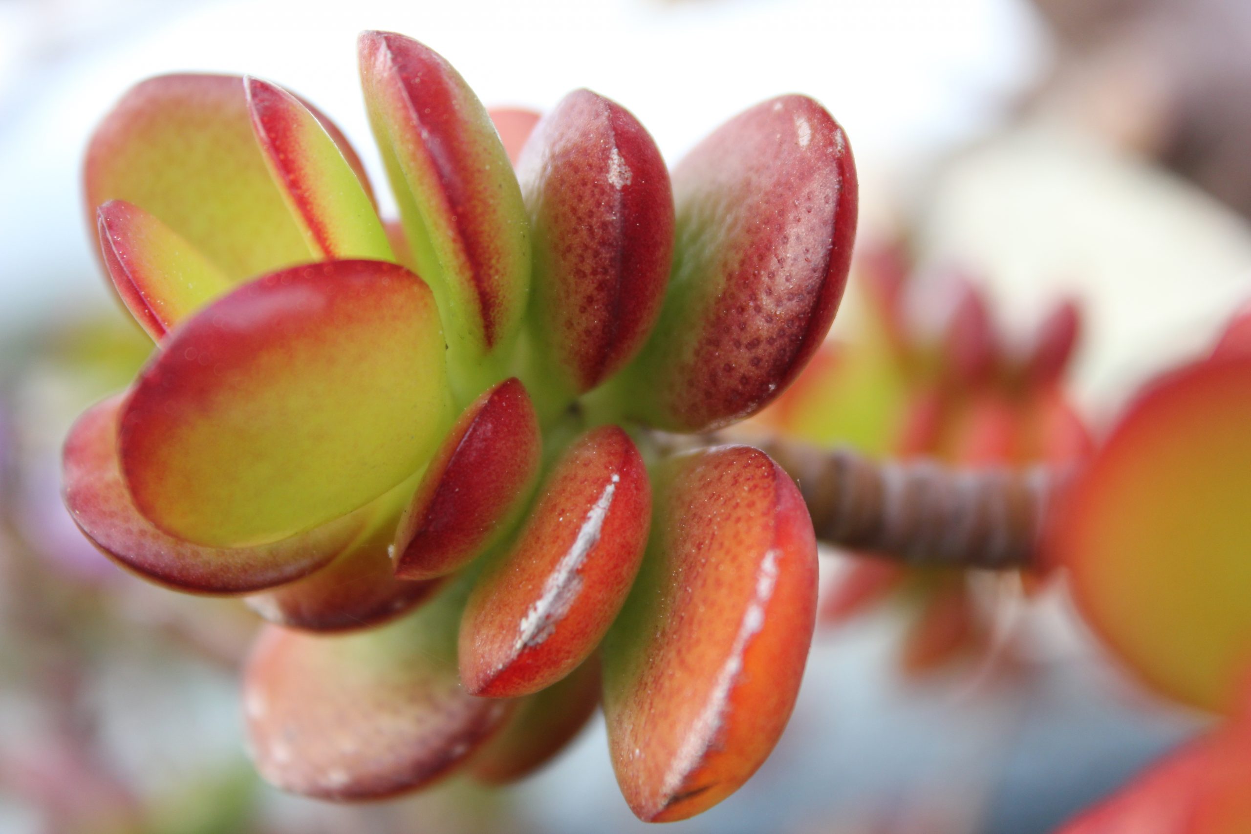 Planta de Jade. Crassula ovata Planta de Jade. Crassula ovata