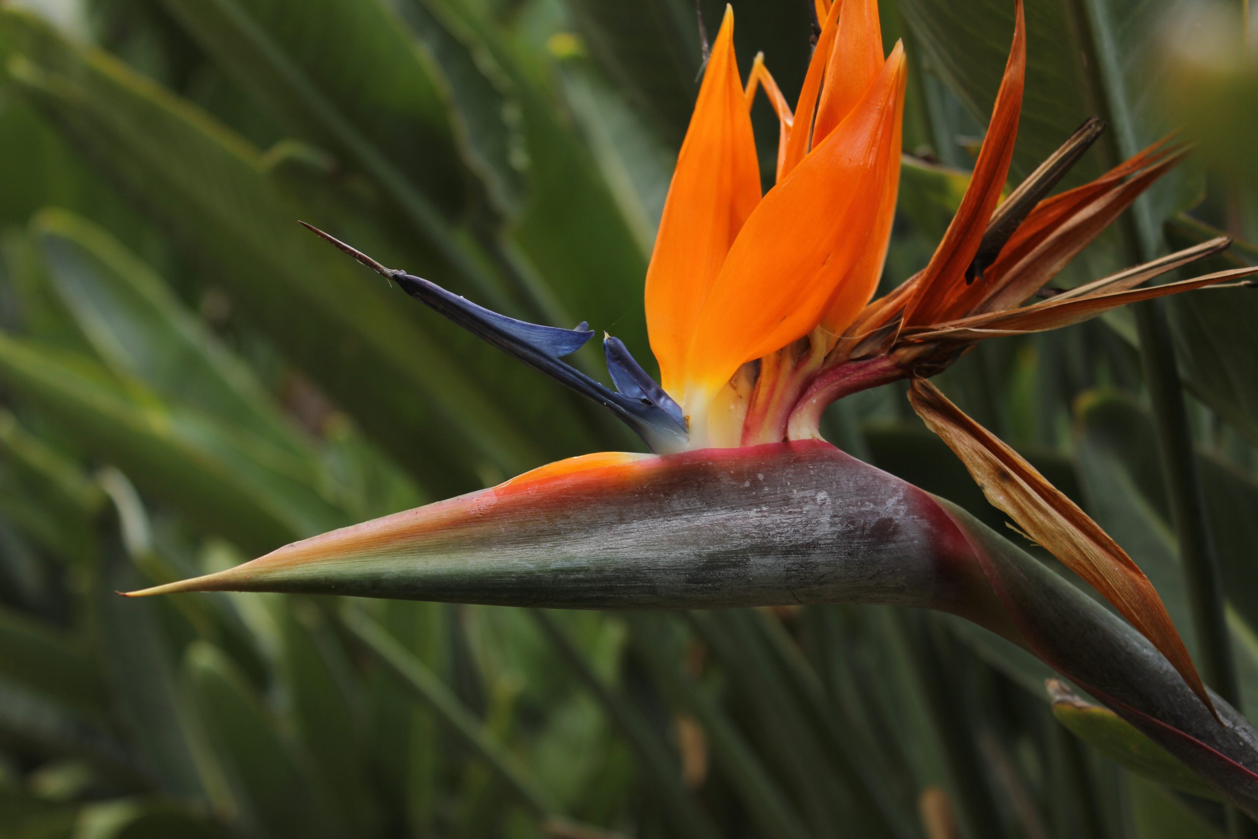 El ave del paraíso (Strelitzia reginae) El ave del paraíso (Strelitzia reginae)