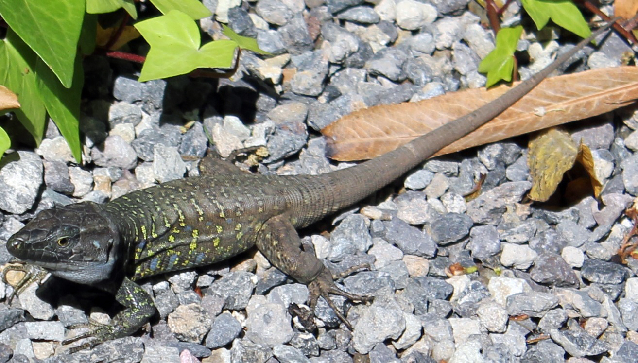 perenquen